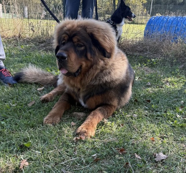 Éducation canine du golfe de grimaud - photo 2