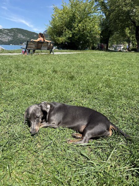 The Dog Coach - photo 2