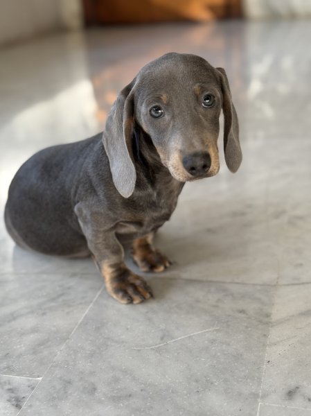 The Dog Coach - photo 3