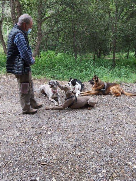 Dressage canin méthode douce