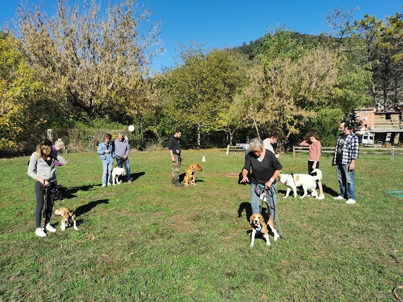 Dressage canin méthode douce - photo 2
