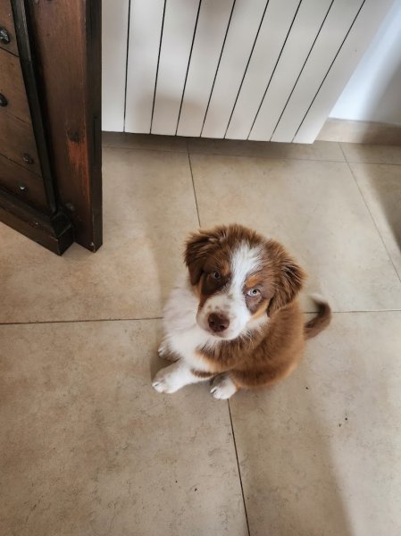 Ani'Mae&Raïley - Comportementaliste Canin / Félin - photo 1