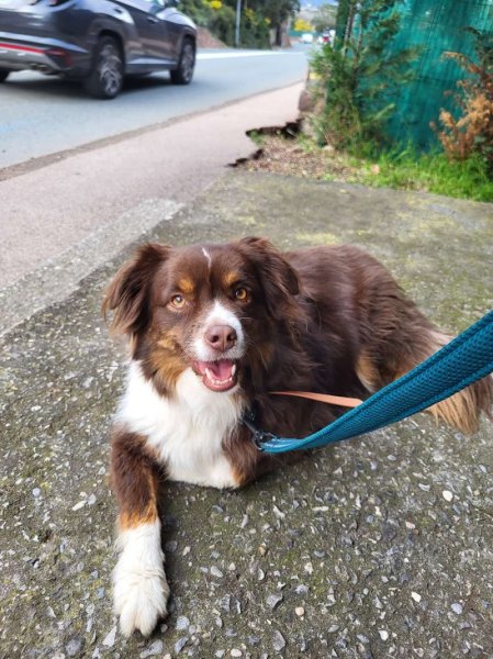 Ani'Mae&Raïley - Comportementaliste Canin / Félin - photo 2