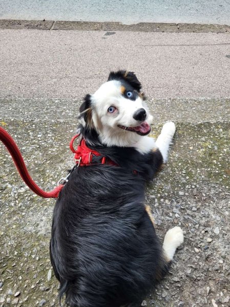 Ani'Mae&Raïley - Comportementaliste Canin / Félin - photo 3