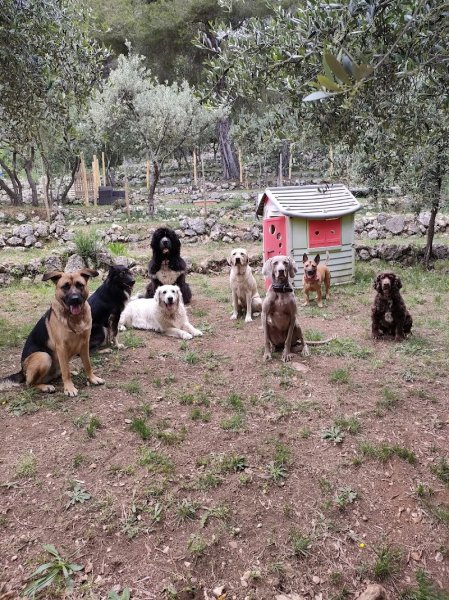 Eden Toutous - Educateur canin - comportementaliste canin - Toilettage - Centre Aéré Canin - dog sitting - Grasse