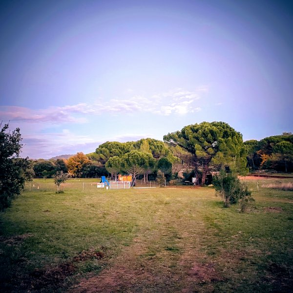 DOGS ACADEMY & SERVICES - photo 3