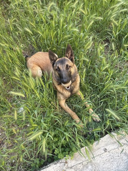 Orobi centre d'éducation et rééducation canine