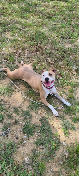 Orobi centre d'éducation et rééducation canine - photo 2