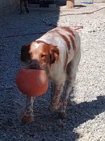 Centre Canin l'Echo de la Mordorée élevage et pension canine - photo 3