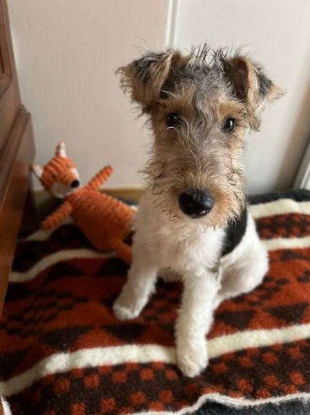 SARL ELEVAGE CANIN DELAYE - 83170 - photo 1