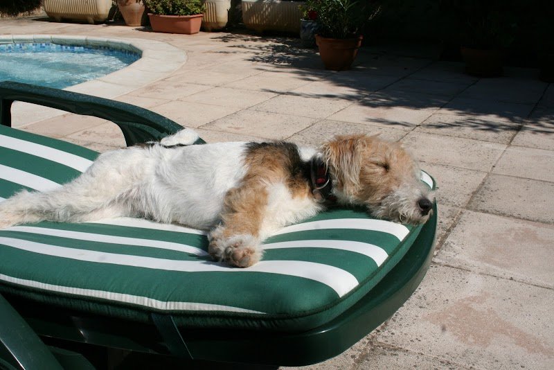 SARL ELEVAGE CANIN DELAYE - 83170 - photo 3