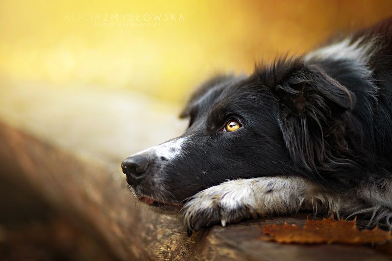 ESPACE CANIN Toilettage