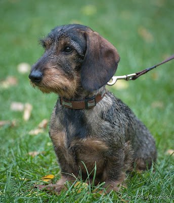 ESPACE CANIN Toilettage - photo 2