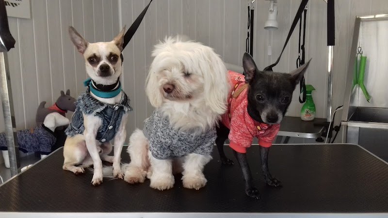 ESPACE CANIN Toilettage - photo 3