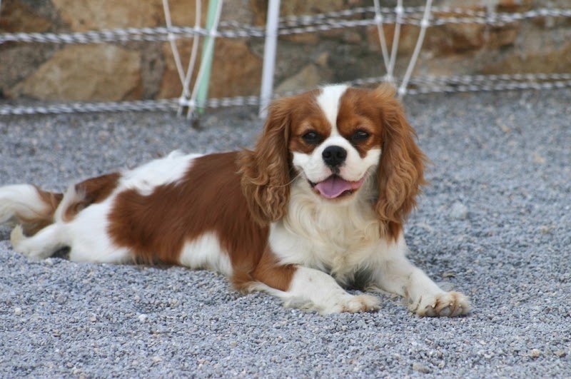 Elevage Education Canine Le Jas de Jérôme - photo 2