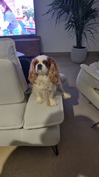 Elevage Education Canine Le Jas de Jérôme - photo 3