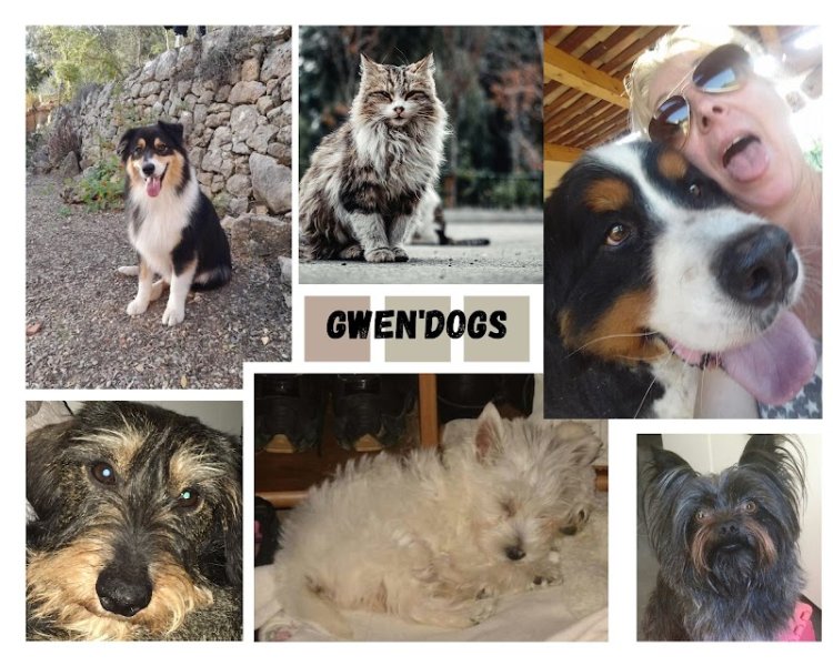 Gwen'Dogs - photo 1