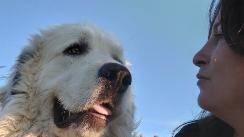 Education Canine Cara - photo 1