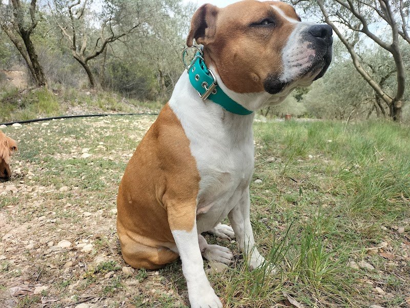 Education Canine Cara - photo 2