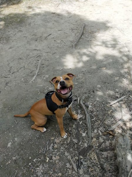 Education Canine Cara - photo 3