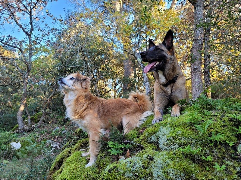 Le Sens Du Chien - photo 2