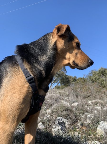 Le Sens Du Chien - photo 3