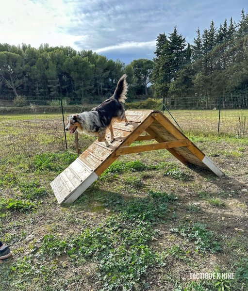 Tactique k-nine / éducatrices Comportementalistes canin. Éducateur canin, activités et loisirs canins - photo 2