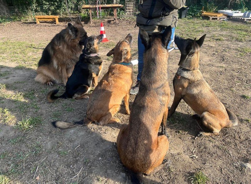 Tactique k-nine / éducatrices Comportementalistes canin. Éducateur canin, activités et loisirs canins - photo 3