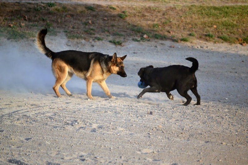 Pension Canine du Domaine de la Vallée de l'Arc - photo 2