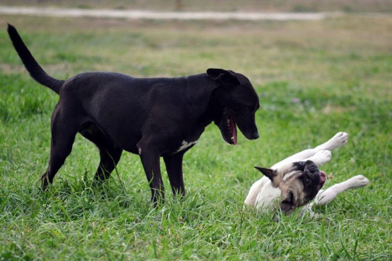 Pension Canine du Domaine de la Vallée de l'Arc - photo 3