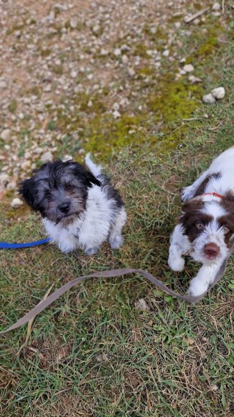 Museau Sauvage I Educateur et comportementaliste canin en méthode positive