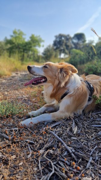 Museau Sauvage I Educateur et comportementaliste canin en méthode positive - photo 2