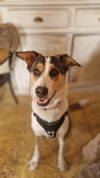 Museau Sauvage I Educateur et comportementaliste canin en méthode positive - photo 3