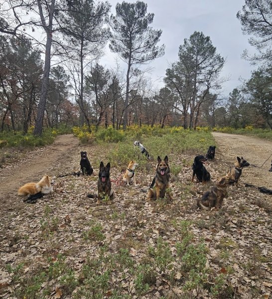 Centre Canin Aix Fuveau. Nathalie Venys - photo 2