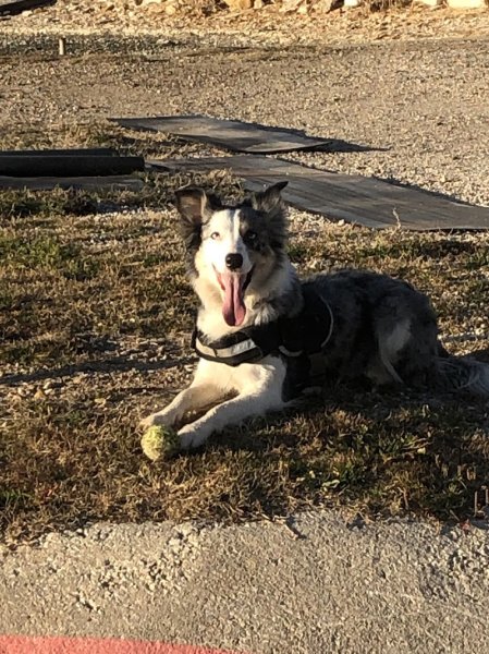 Psychopapatte - Educatrice canin - photo 1