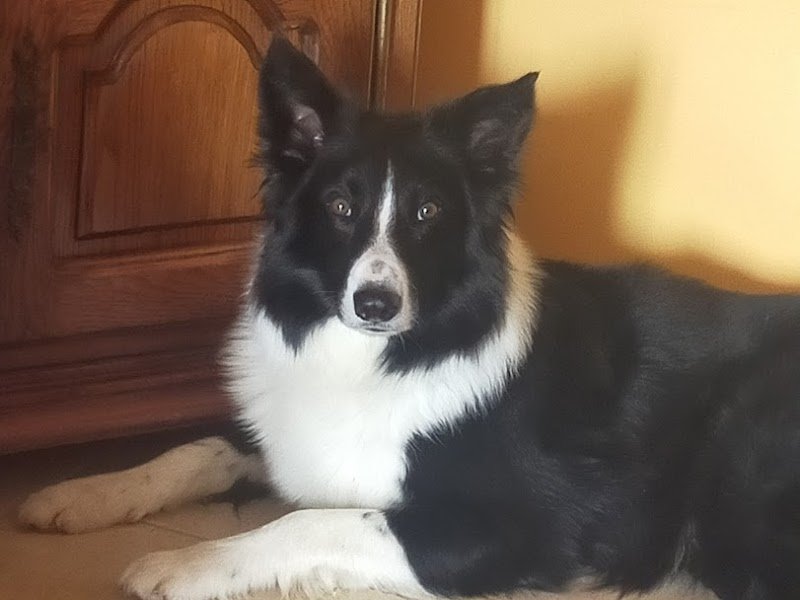 EDUCATION CANINE. Jean-Luc Agostini.04150 Revest des Brousses. - photo 1