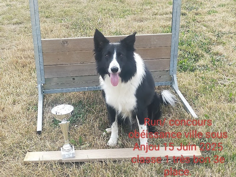 EDUCATION CANINE. Jean-Luc Agostini.04150 Revest des Brousses. - photo 2