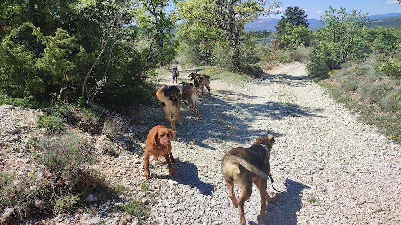 Rossi Nathalie - Education canine et comportementaliste 04 Provence Alpes côte d'azur - photo 3