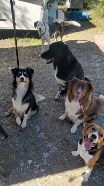 Passion Dog 04 - photo 1