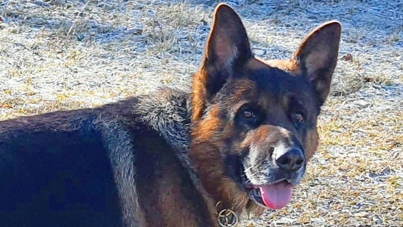 Cyno Training pro dog