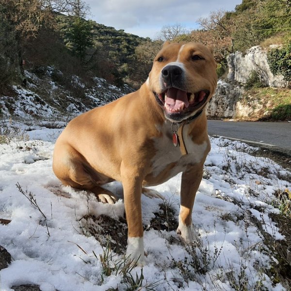 Cyno Training pro dog - photo 2