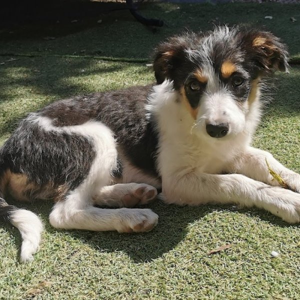 Cyno Training pro dog - photo 3