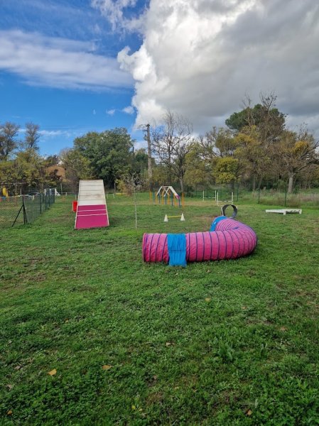FUN CLUB Binôme Canin - Comportementaliste Canin - Education - Sports & Loisirs - Balades - Centre aéré - Formations - photo 2