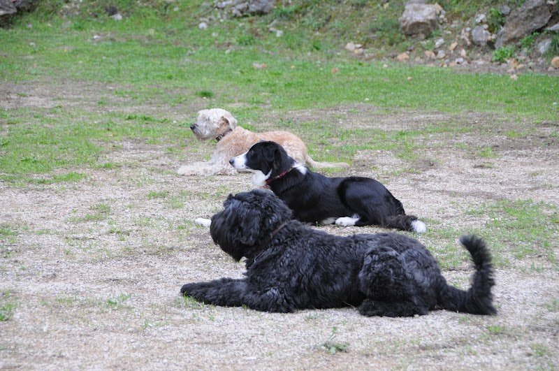 Cercle Canin 06 de Grasse