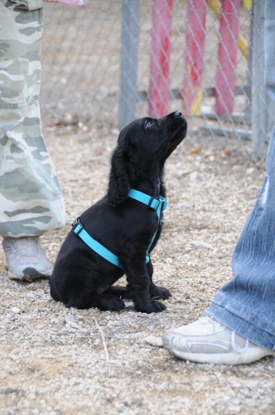 Cercle Canin 06 de Grasse - photo 3