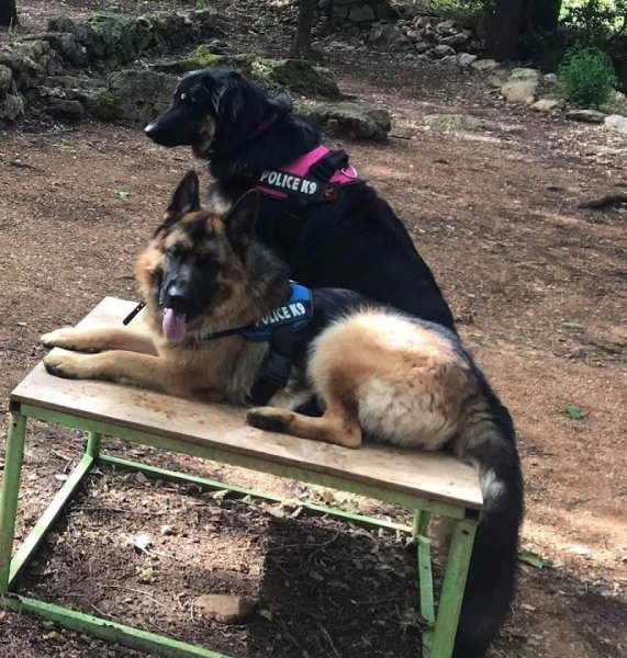 Centre Canin Azur : Éducation canine Alpes-Maritimes 06 - photo 2