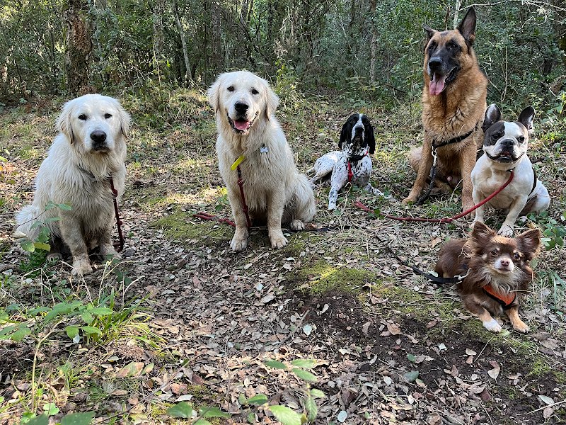 Educateur canin LEA DE SIENA - photo 2