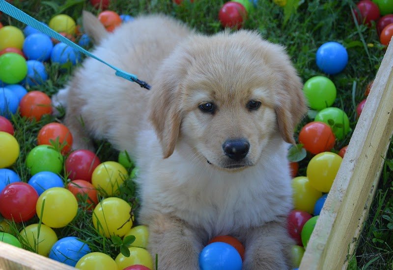 Sporting Club Canin du Revest