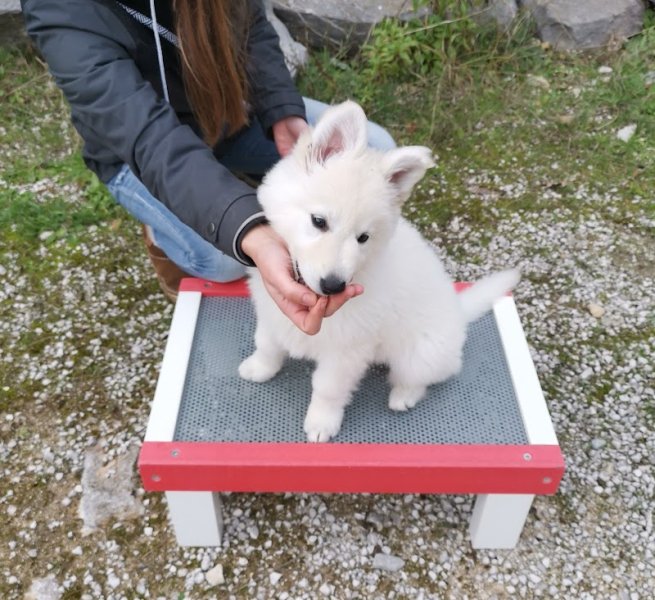 Sporting Club Canin du Revest - photo 2