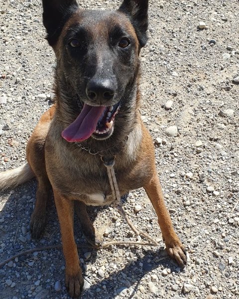 Hundog - Éducation canine - photo 2